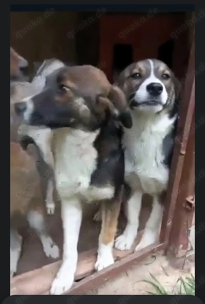 Tiny sucht ein liebevolles Zuhause Bild 5