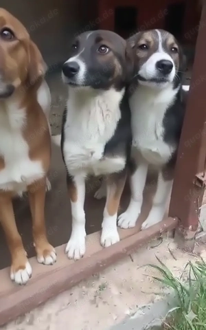 Tiny sucht ein liebevolles Zuhause Bild 6