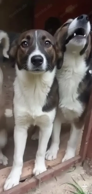 Tiny sucht ein liebevolles Zuhause Bild 7