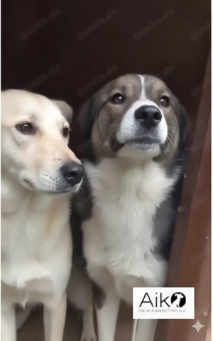 Tory - schenkst du ihr ein liebevolles Zuhause? Bild 3