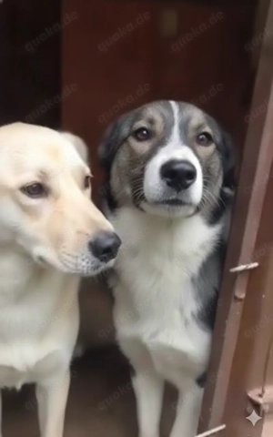 Tory - schenkst du ihr ein liebevolles Zuhause? Bild 8