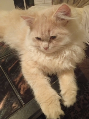 BlH Kater sucht immer noch ein neues Zuhause 