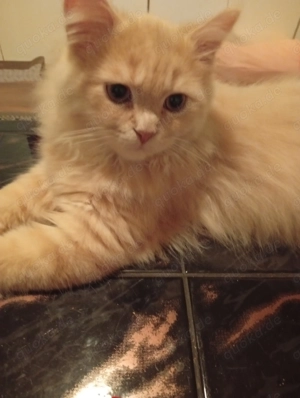  BKH  BlH Kater 5 Monate sucht ein neues Zuhause 