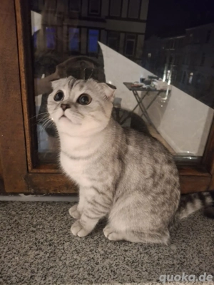 Knuddel Schlappohr Kater (Silver Tabby)