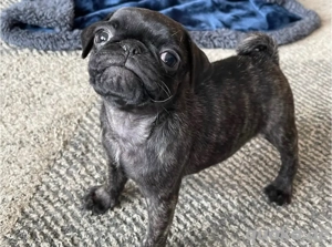 Mops-Welpen verfügbar