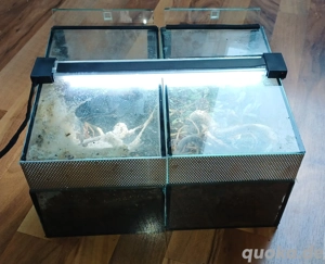 Mini-Terrarium 2er Set 15(B)x15(H) 25(T) Bild 4