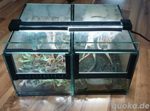 Mini-Terrarium 2er Set 15(B)x15(H) 25(T) Bild 5