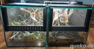 Mini-Terrarium 2er Set 15(B)x15(H) 25(T) Bild 2