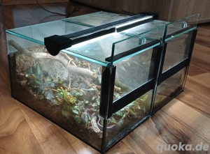 Mini-Terrarium 2er Set 15(B)x15(H) 25(T) Bild 3