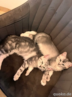 baby BKH-maincoon abholbereit in Kalrsruhe