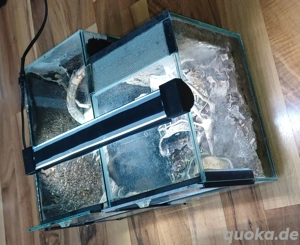 Mini-Terrarien-Set 15x15x25 & 15x15x20 Bild 2