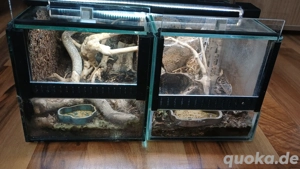 Mini-Terrarien-Set 15x15x25 & 15x15x20 Bild 3