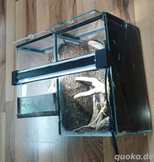 Mini-Terrarien-Set 15x15x25 & 15x15x20 Bild 4