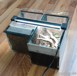 Mini-Terrarien-Set 15x15x25 & 15x15x20 Bild 5