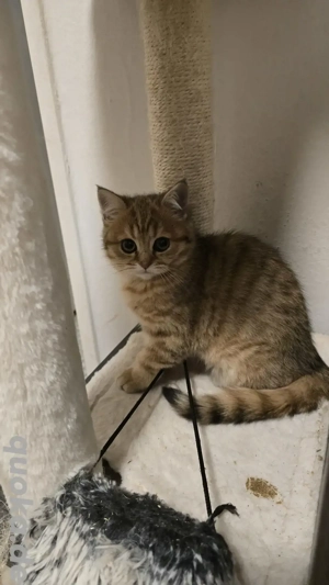 Reinrassiger BKH Katzen