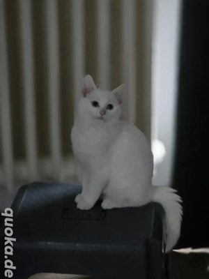 Türkische Angora weiß  mit blauen Augen