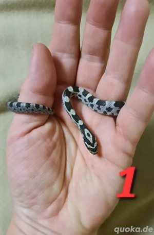 Kornnattern Babys aus 2025