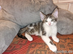 Besondere Rassemixkätzchen