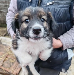 ZANNY - sanfte Seele sucht ein Zuhause (wartet in Rumänien)