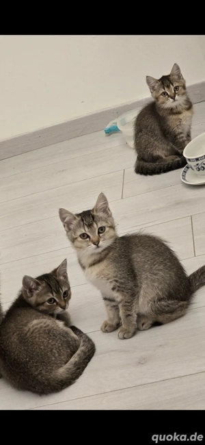 Süße Kitten