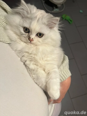 reinrassige BLH Kitten 