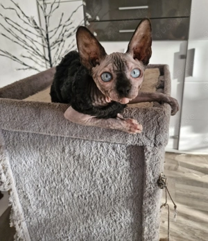 Canadia shpinx mädchen