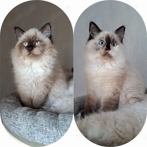 Neva masquarade sibirische mit Stammbaum weiblich 