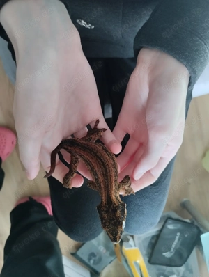 Höckerkopfgecko (Rhacodactylus auriculatus) NZ 2024 Bild 2