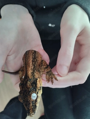 Höckerkopfgecko (Rhacodactylus auriculatus) NZ 2024 Bild 3
