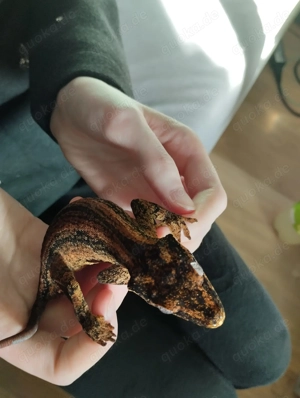 Höckerkopfgecko (Rhacodactylus auriculatus) NZ 2024