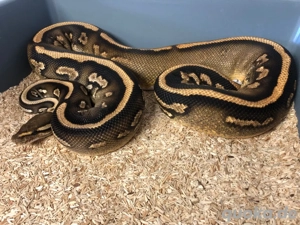 Königspython 0.1 Black Pastel YB het. Pied nz22 abzugeben