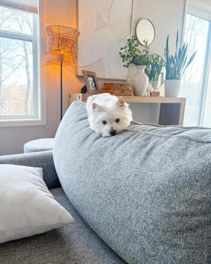 Bezaubernde West Highland White Terrier Welpen suchen ein neues Zuhause!