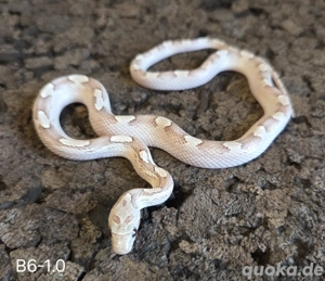 Ghostblood Motley Pied