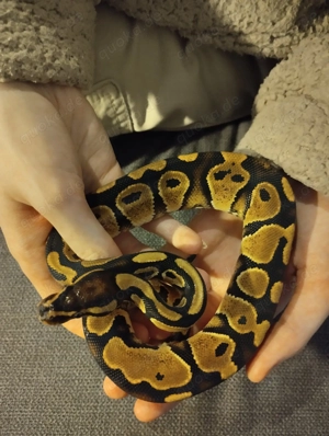 Königspython (Python regius) Männchen
