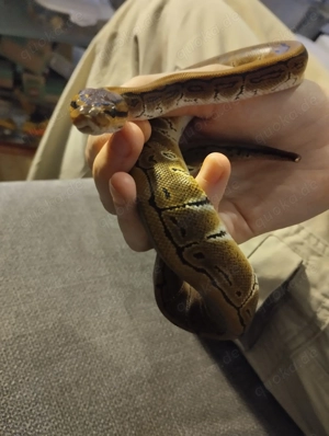 Königspython (Python regius) Weibchen Bild 2