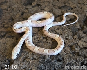 Ghostblood Pied