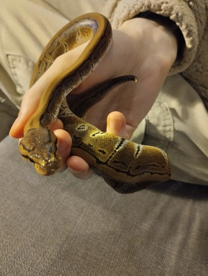 Königspython (Python regius) Weibchen Bild 4