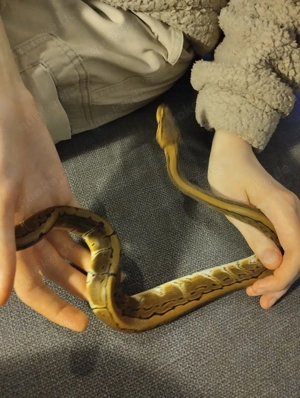 Königspython (Python regius) Weibchen Bild 3