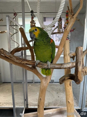 blaustirnamazone  Bild 7