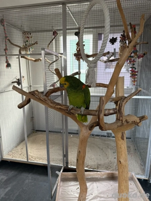 blaustirnamazone  Bild 6