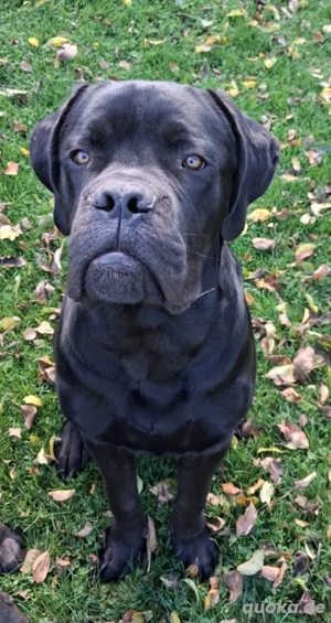 Günther(10 Monate) Bordeauxdogge x CaneCorso sucht ein schönes Zuhause 
