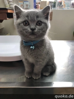 Traumhafte British-Shorthair-Kätzchen   300  