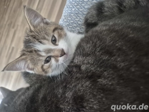 Britisch Kurzhaar Kater