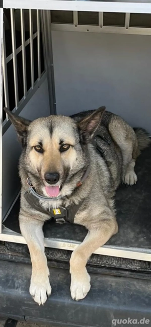 Hündin abzugeben Bild 3