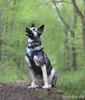 Hündin abzugeben Bild 2