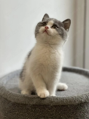 Die Abgabe unserer Britisch-Kurzhaar-Kätzchen erfolgt ausschließlich in ein dauerhaftes und liebevol