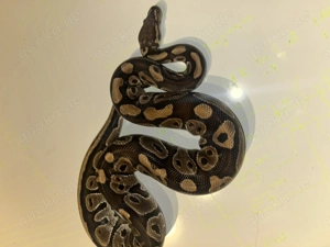 Königspython dh Clown piebald het axanthic 10 Euro alle