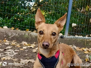PIPA    und ihre traurige Geschichte zum Jahresende