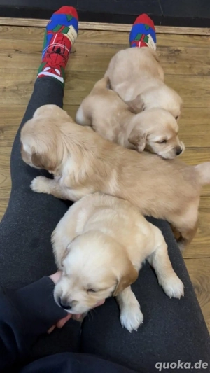 Golden-Retriever-Welpen und -Erwachsene verfügbar