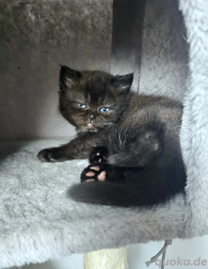 Britisch Kurzhaar und Britisch Langhaar Kitten 
